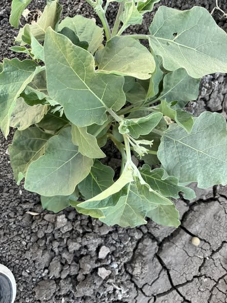 عندي الباذنجان الورق الجديد وقلب الشجره عامل ازاي ورقه ملتوي ومكرمش وتحس اني في اجهاد كدا ودي في الأرض كلها مش مناطق معينه رغم اني الأرض ريانه بقالها أسبوع وحاطتت نترات نشادر تكبيش وماب وهيومك ف المياه وراشش من يومين مبيد حشري ماده ثياميتوكسام ومبيد فطري ازوكسي و ديفكونازول اي بقي السبب اللي مخلي الباذنجان بشكل دا